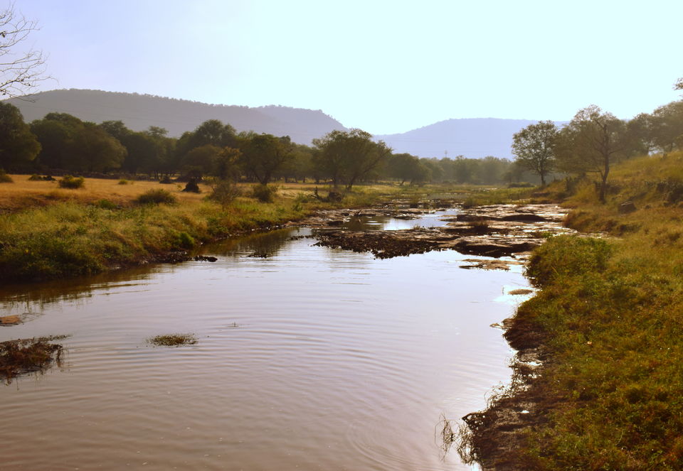 Photo of Ranthambore: An Encounter With The Tiger Or Not...? 9/9 by Shradha