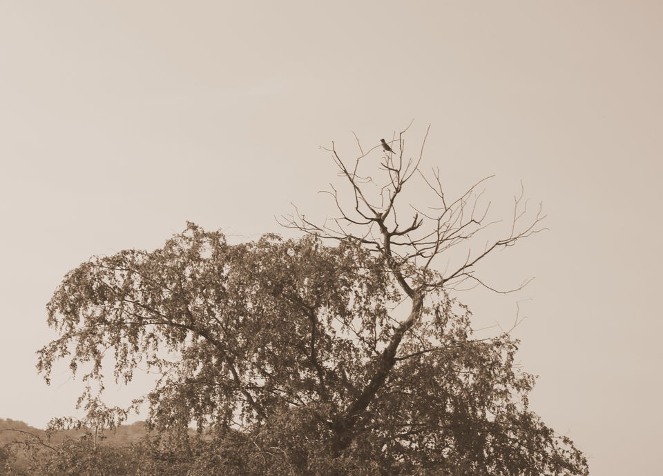 Photo of Ranthambore: An Encounter With The Tiger Or Not...? 8/9 by Shradha