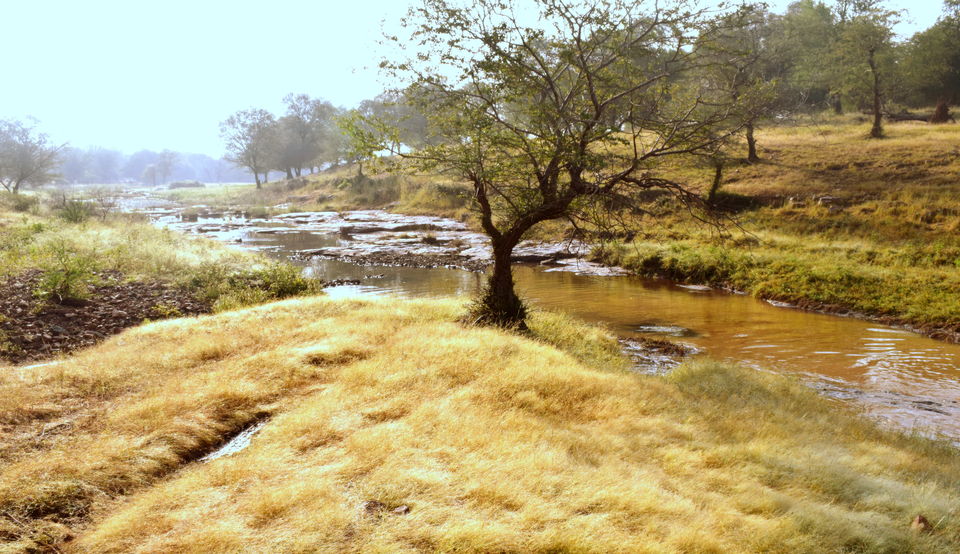 Photo of Ranthambore: An Encounter With The Tiger Or Not...? 7/9 by Shradha