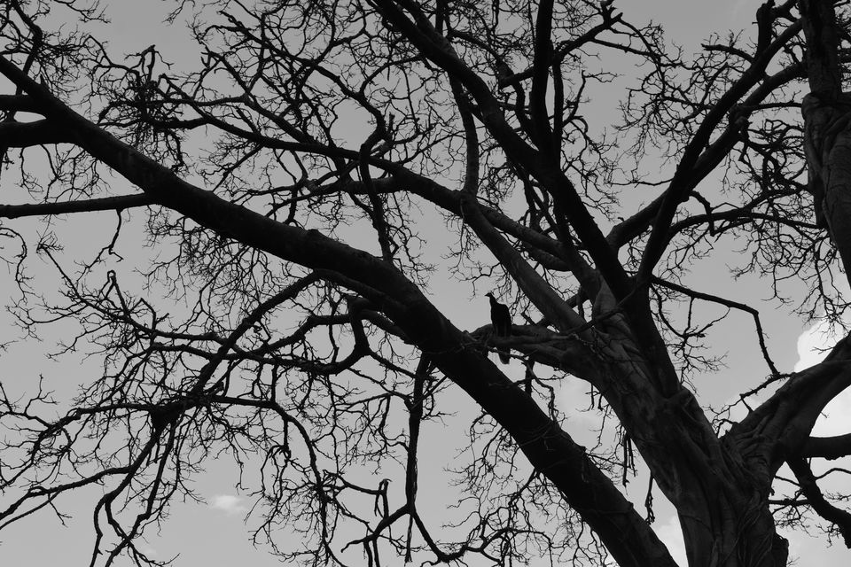 Photo of Ranthambore Tiger Reserve, Sawai Madhopur, Rajasthan, India by Shradha