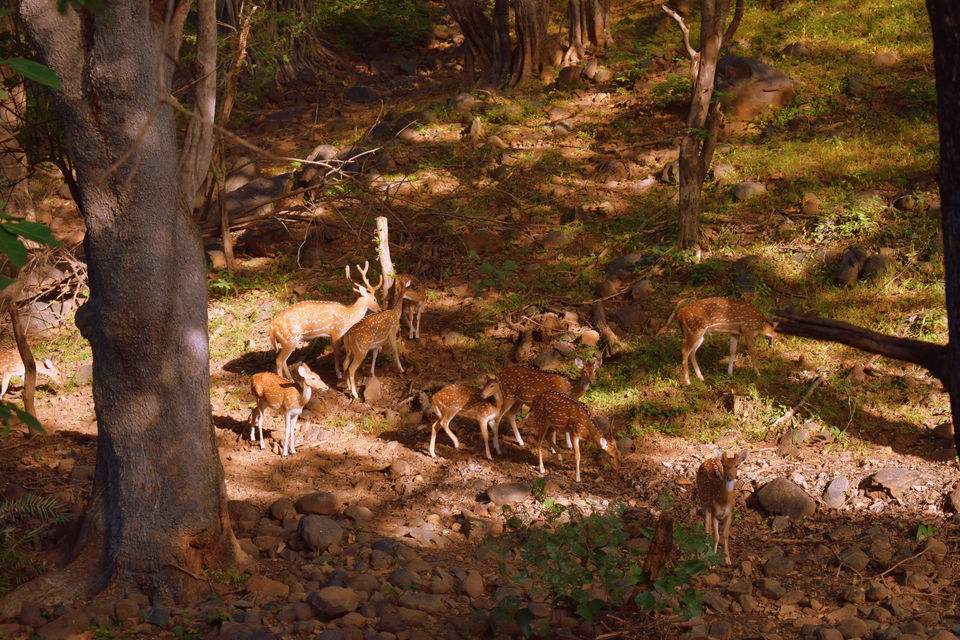 Photo of Ranthambore Tiger Reserve, Sawai Madhopur, Rajasthan, India by Shradha