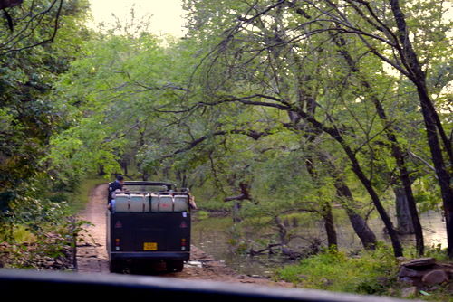 Photo of Ranthambore: An Encounter With The Tiger Or Not...? 1/9 by Shradha