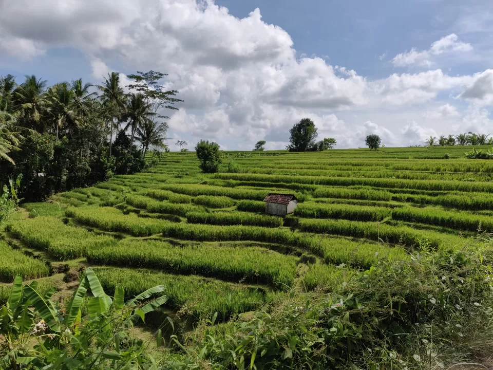 Photo of Ubud, Gianyar, Bali, Indonesia by Shruthi