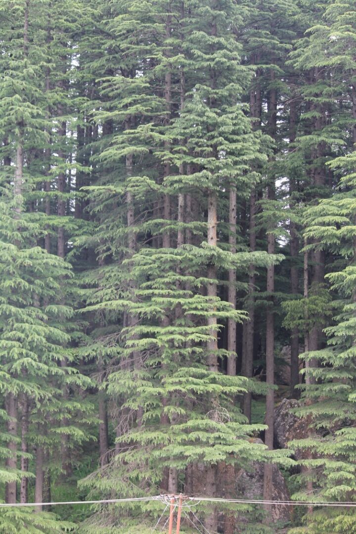 Photo of Manali, Himachal Pradesh, India by S Vignesh