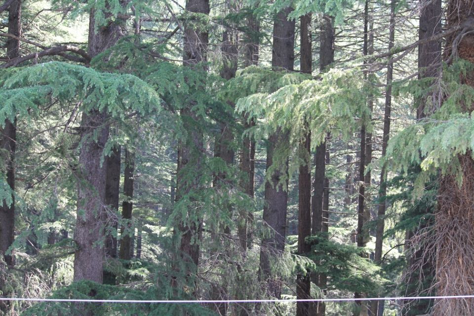 Photo of Manali, Himachal Pradesh, India by S Vignesh