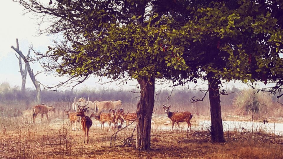 Photo of An Escape by Swapna Ralhan