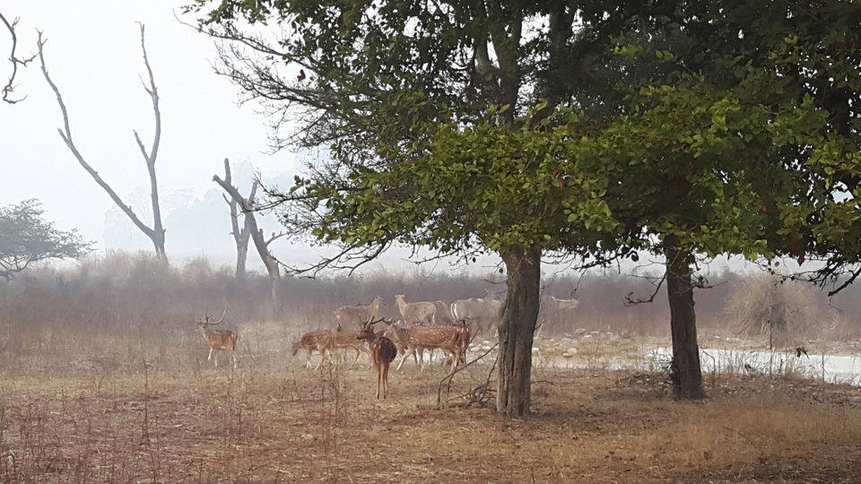 Photo of Wild Trails - Rajaji National Park 1/10 by Swapna Ralhan