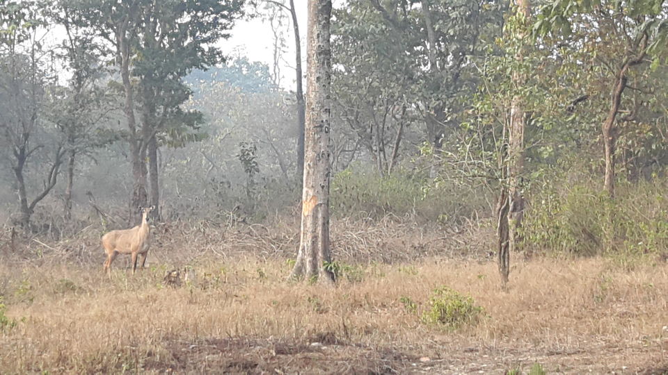 Photo of Wild Trails - Rajaji National Park 2/10 by Swapna Ralhan