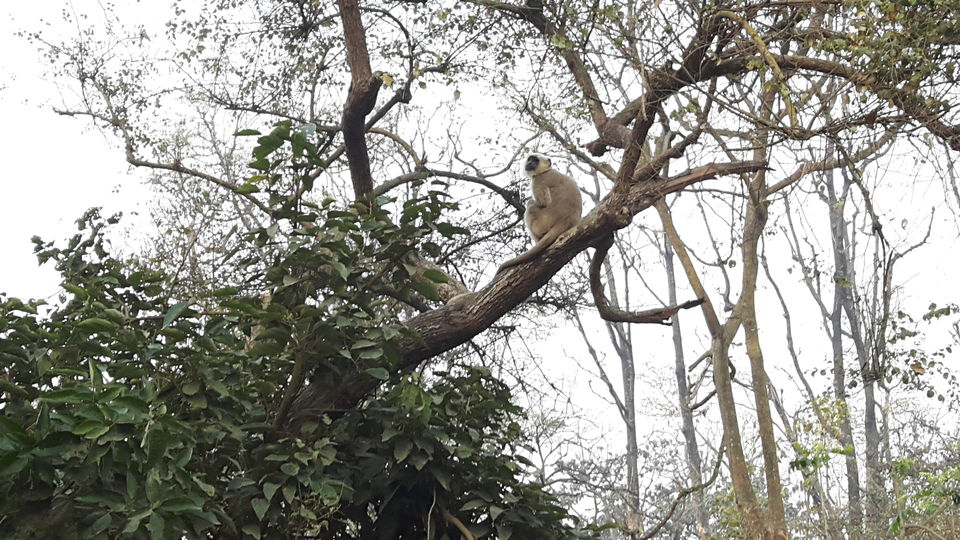 Photo of Wild Trails - Rajaji National Park 3/10 by Swapna Ralhan