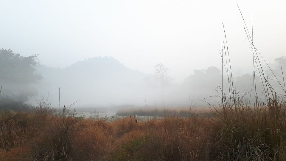 Photo of Wild Trails - Rajaji National Park 6/10 by Swapna Ralhan