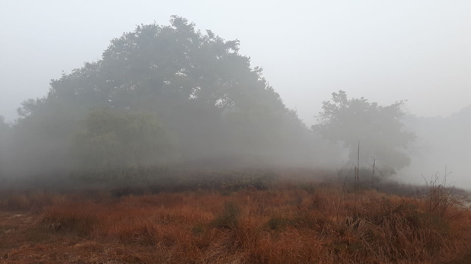 Photo of Wild Trails - Rajaji National Park 7/10 by Swapna Ralhan