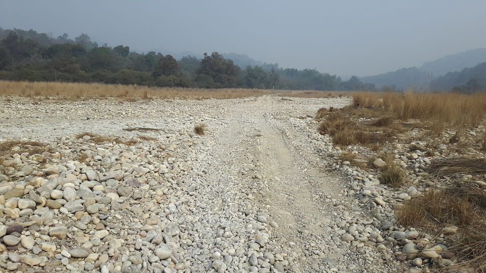 Photo of Wild Trails - Rajaji National Park 8/10 by Swapna Ralhan