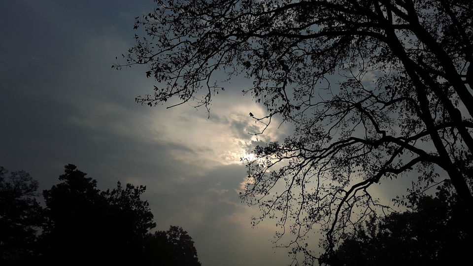 Photo of Wild Trails - Rajaji National Park 9/10 by Swapna Ralhan