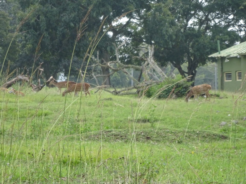 Photo of Travel Bug ! Ooty & Wayanad 2/27 by Musafir