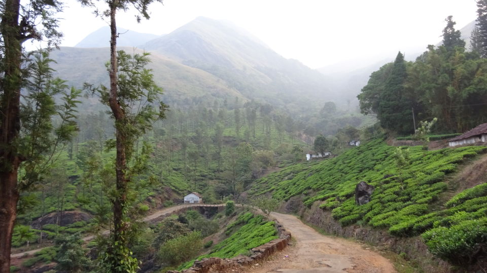 Photo of Travel Bug ! Ooty & Wayanad 20/27 by Musafir