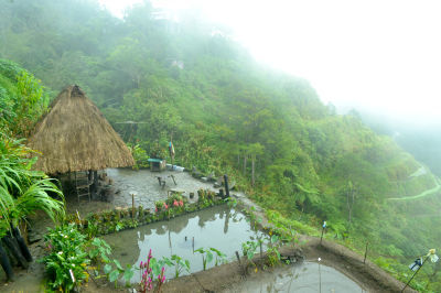 Photo of Banaue Rice Terraces, Nueva Vizcaya - Ifugao - Mountain Province Road, Banaue, Cordillera Administrative Region, Philippines by Kim Buenafe