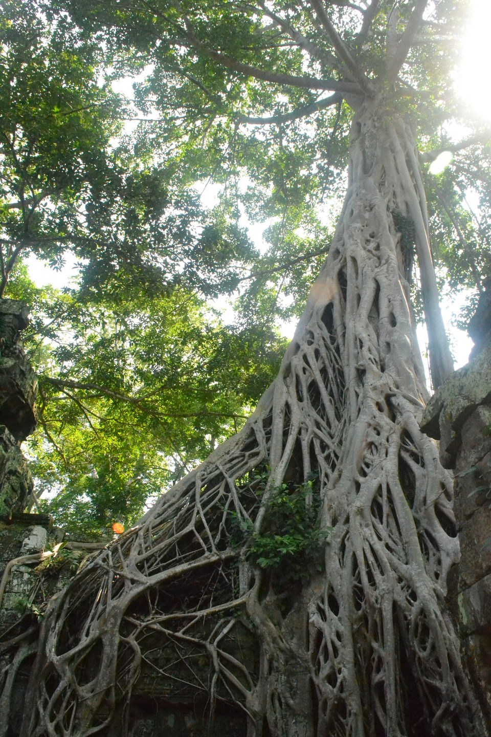 Photo of Ta Prohm, Krong Siem Reap, Siem Reap, Cambodia by Kim Buenafe