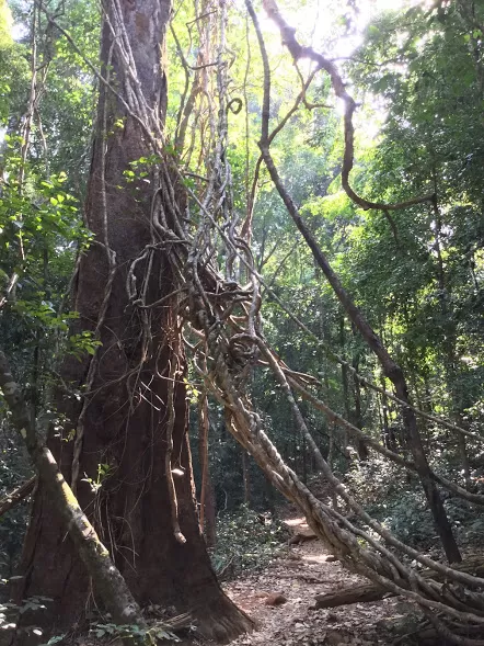 Photo of Kumara parvatha by Kevin Julius