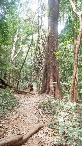 Photo of Kumara parvatha by Kevin Julius
