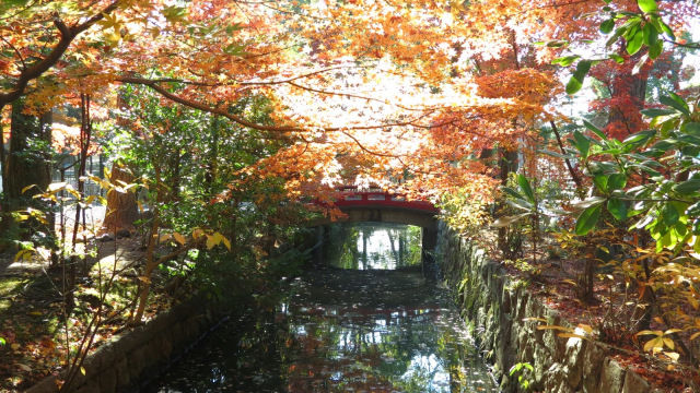 Photo of Solo traveling in Japan 3/13 by Prajna Dutt