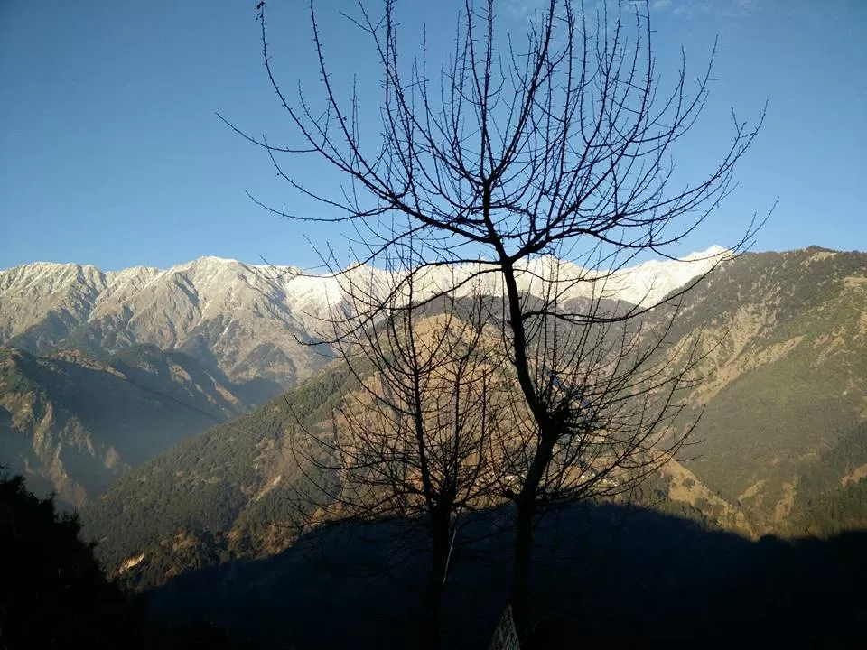 Photo of Silence of trees & beauty personified by mountains. by Lavi Yadav