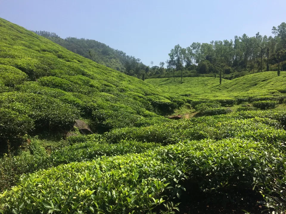 Photo of Chikkamagaluru, Chikkamagaluru, Karnataka, India by Deepti Vadlamudi