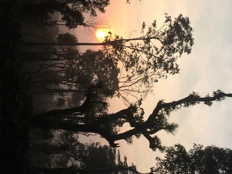 Photo of Blue Mountains Estate Stay, "Moovera" Trishul Estate, Kurali Road, Napoklu, Karnataka 571214, India by Deepti Vadlamudi