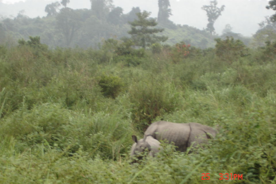 Photo of Rhino spotting: Kaziranga 3/9 by Anshuman Singh