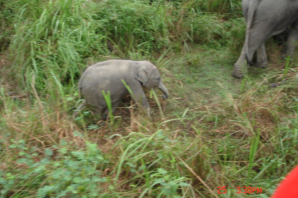 Photo of Rhino spotting: Kaziranga 4/9 by Anshuman Singh