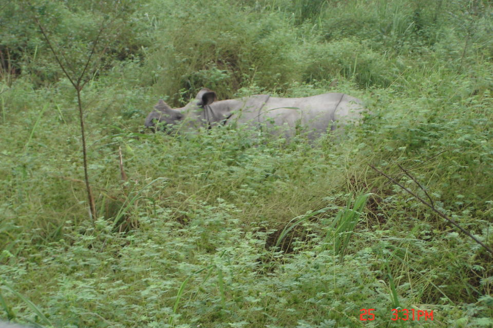 Photo of Rhino spotting: Kaziranga 6/9 by Anshuman Singh