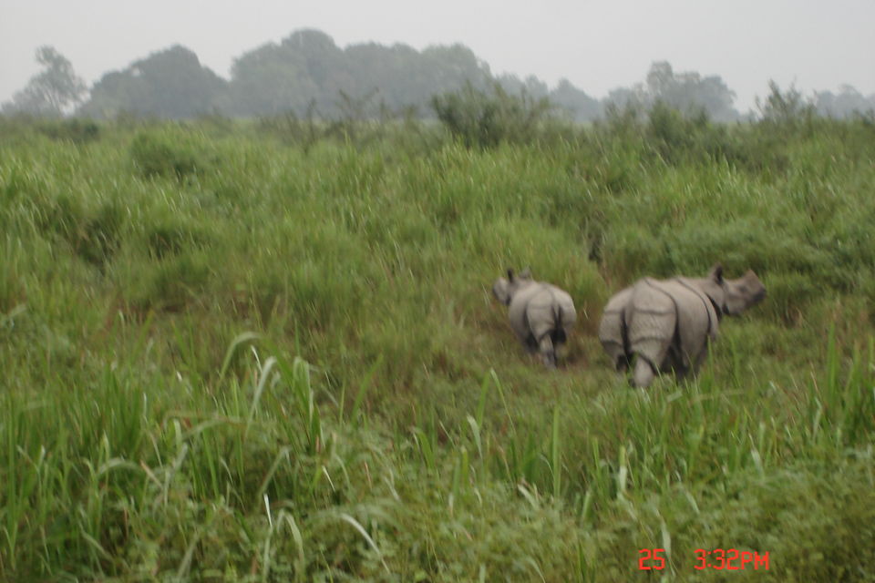 Photo of Rhino spotting: Kaziranga 7/9 by Anshuman Singh