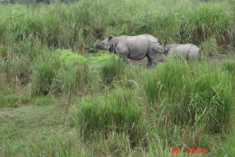 Photo of Rhino spotting: Kaziranga 8/9 by Anshuman Singh