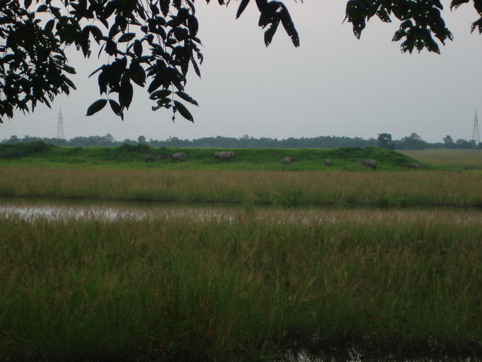 Photo of Rhino spotting: Kaziranga 9/9 by Anshuman Singh