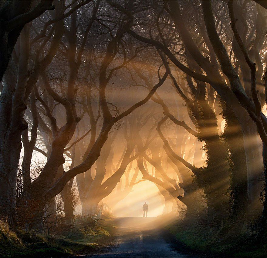 Photo of 10 Most Glorious Trees Of The World 2/6 by Parichay Mehta