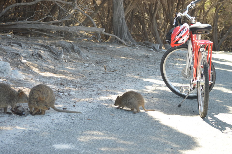 Photo of Top 5 Things To Do At Rottnest Island 3/7 by Vishal Kohli