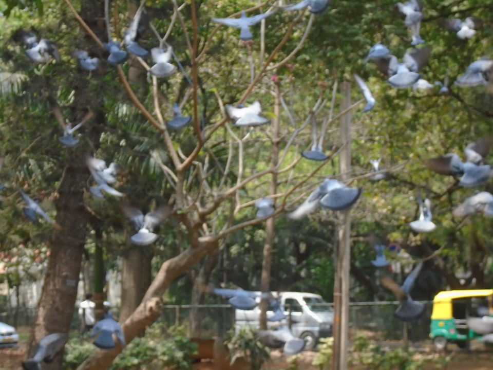 Photo of Cubbon park : Better than Lalbagh for photography 2/11 by Anusuya Ghosh