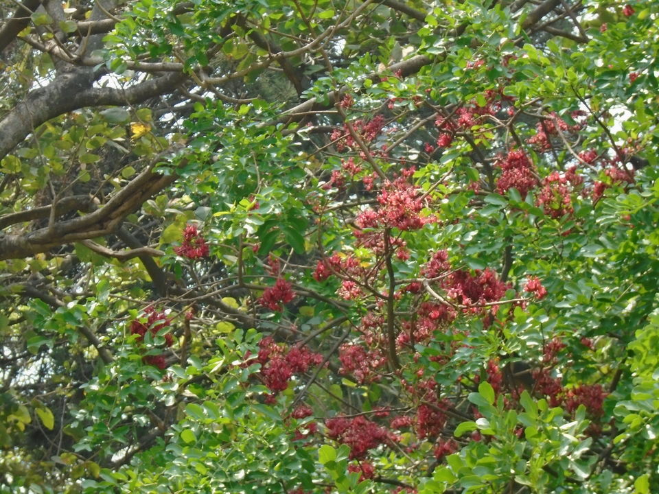 Photo of Cubbon park : Better than Lalbagh for photography 3/11 by Anusuya Ghosh