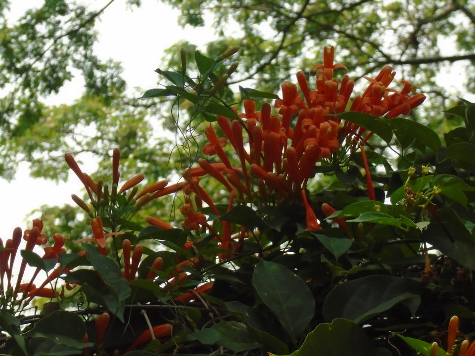 Photo of Cubbon park : Better than Lalbagh for photography 4/11 by Anusuya Ghosh
