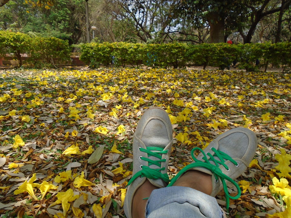 Photo of Cubbon park : Better than Lalbagh for photography 6/11 by Anusuya Ghosh