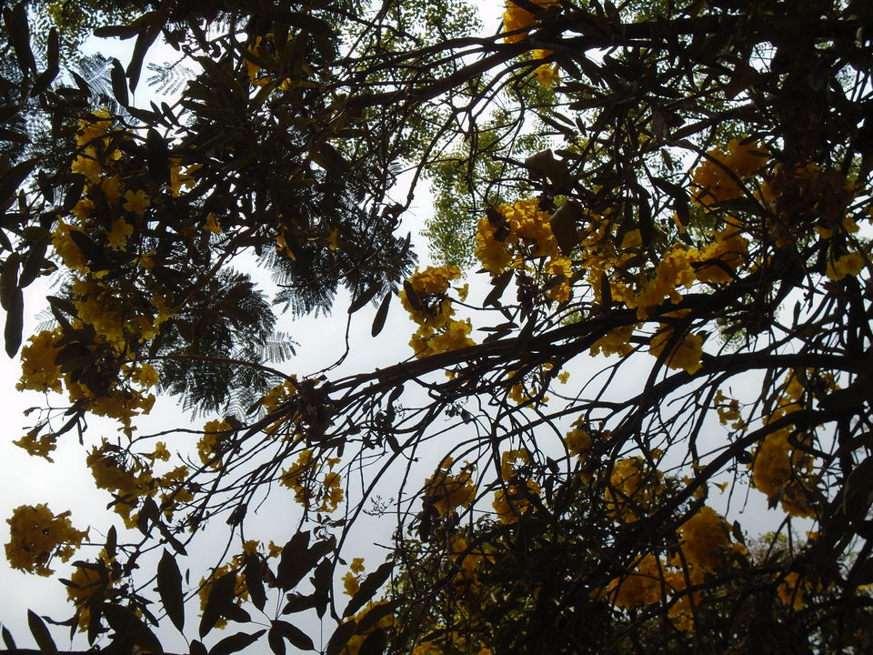 Photo of Cubbon park : Better than Lalbagh for photography 8/11 by Anusuya Ghosh