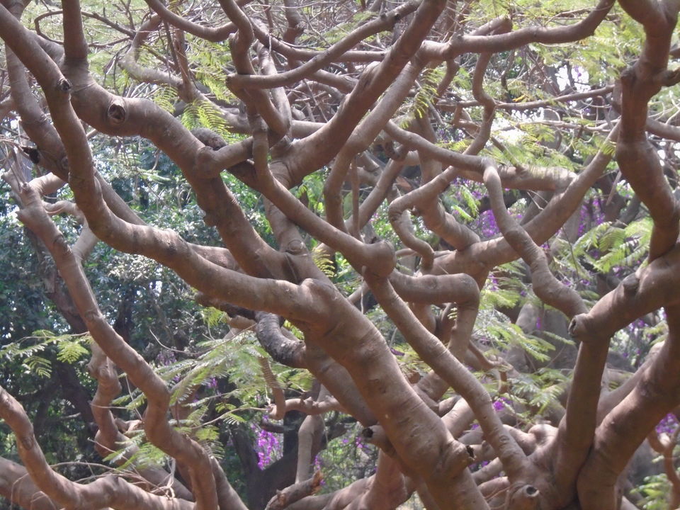 Photo of Cubbon park : Better than Lalbagh for photography 9/11 by Anusuya Ghosh