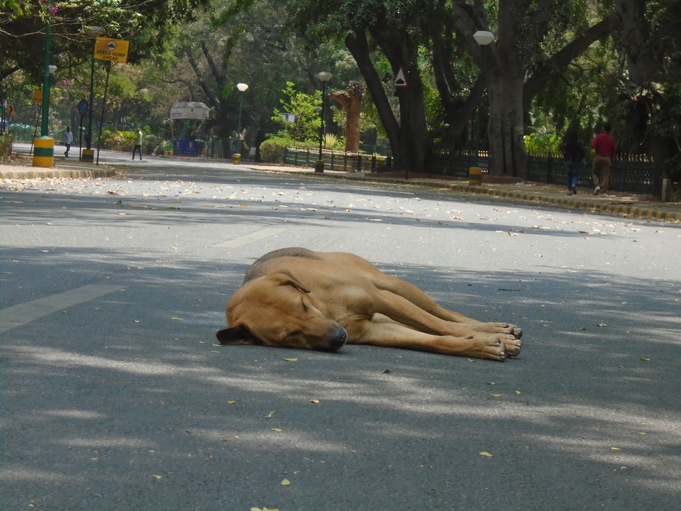 Photo of Cubbon park : Better than Lalbagh for photography 10/11 by Anusuya Ghosh