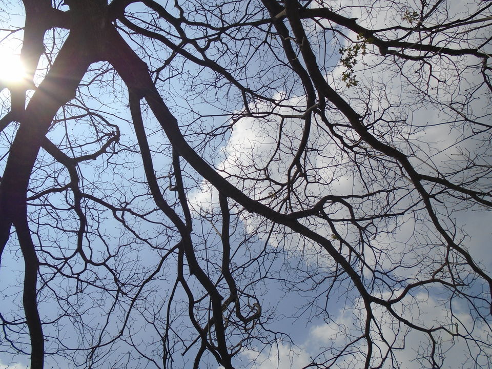 Photo of Cubbon park : Better than Lalbagh for photography 11/11 by Anusuya Ghosh
