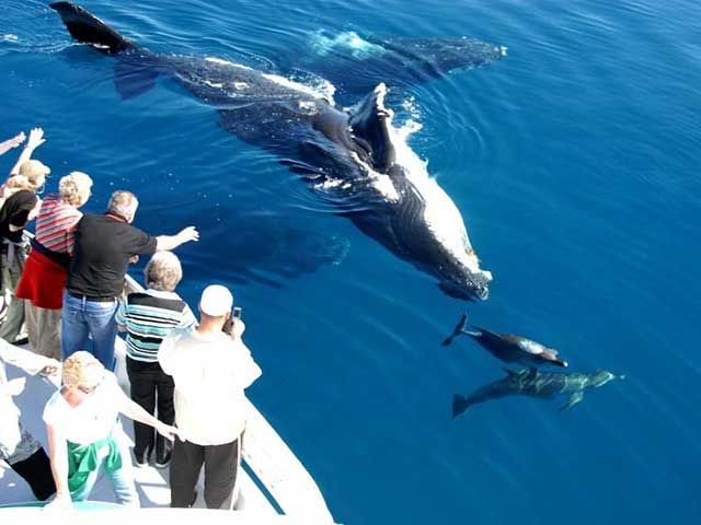Photo of Whale Watching Holiday in Hervey Bay 1/1 by jasonhall1172