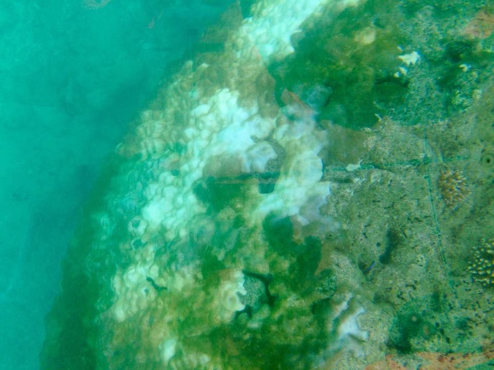 Photo of Exploring the beautiful and lonely Neil Island of Andaman 9/14 by Madhurima Dutta
