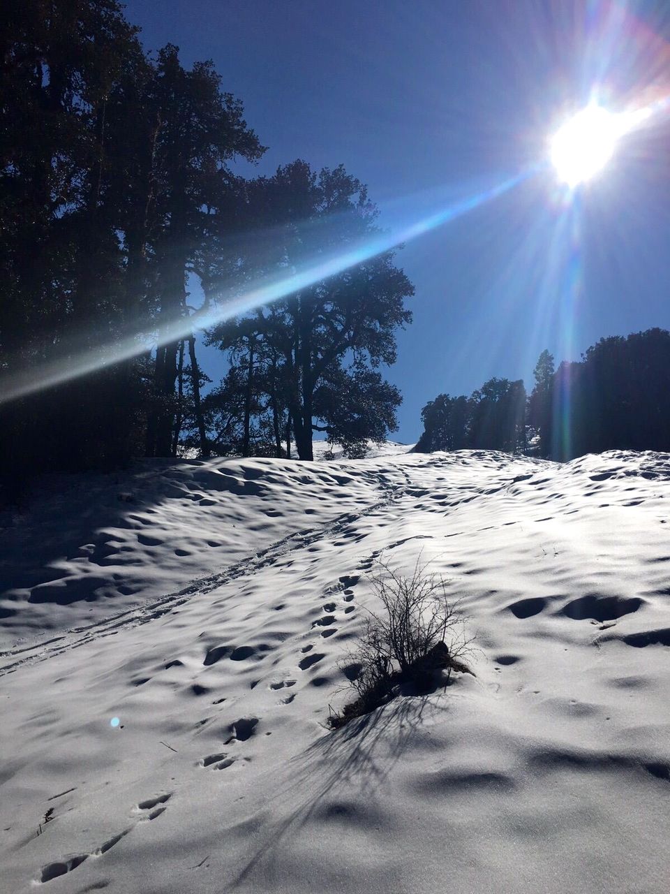 Photo of An Amazing Trek to Dayara Bugyal Uttarakhand 4/11 by Madhurima Dutta
