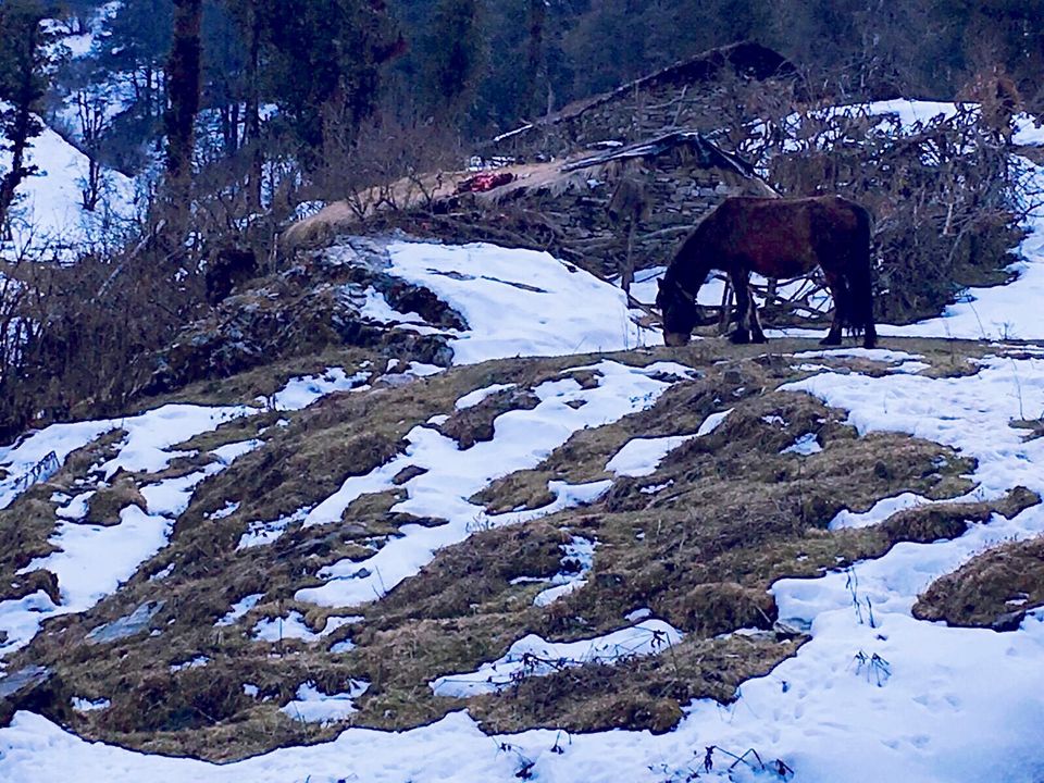 Photo of An Amazing Trek to Dayara Bugyal Uttarakhand 6/11 by Madhurima Dutta