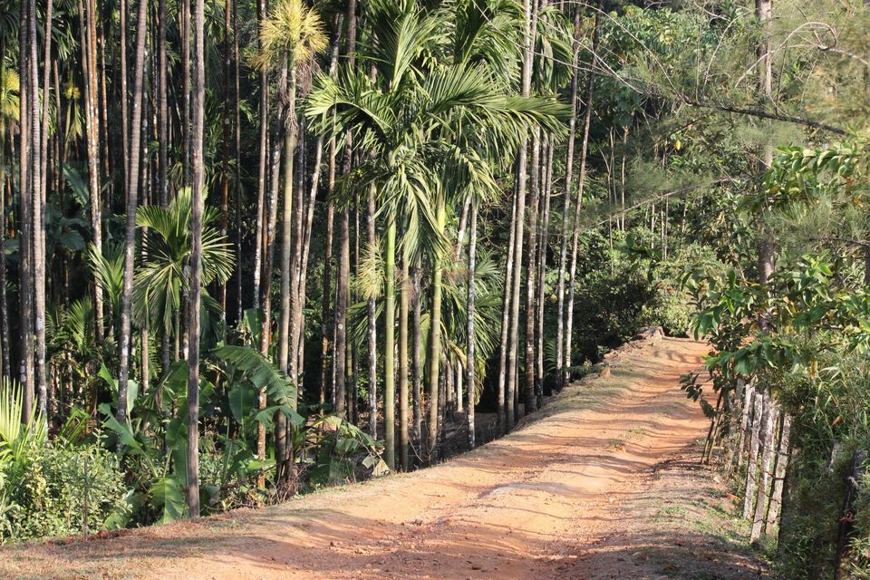 Photo of Magical Malnad at Ammadi Mane, Koppa 2/26 by Prathibha Bisarahalli