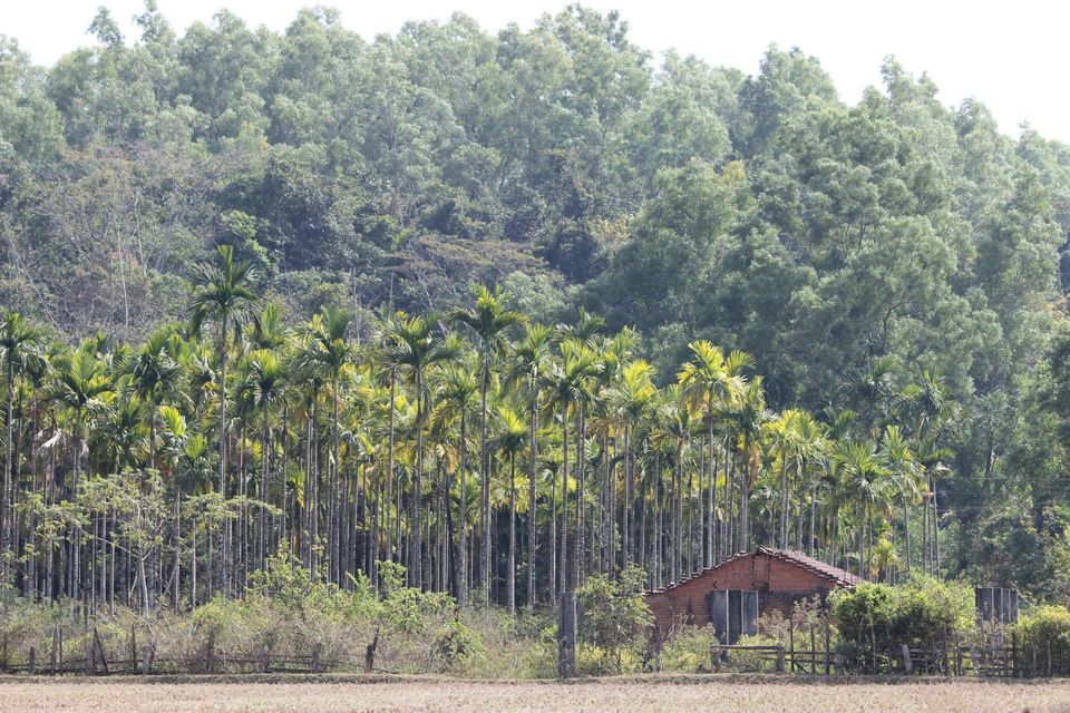 Photo of Magical Malnad at Ammadi Mane, Koppa 17/26 by Prathibha Bisarahalli