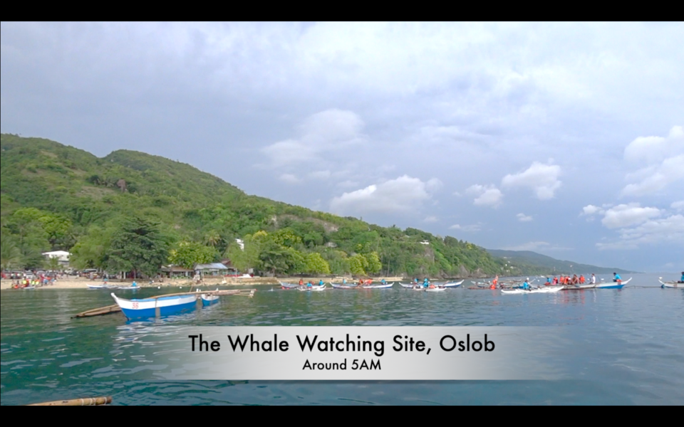 Photo of Oslob Whale Shark Watching, Natalio Bacalso Avenue, Oslob, Cebu, Philippines by Neil Ghosh - The Lost Bong